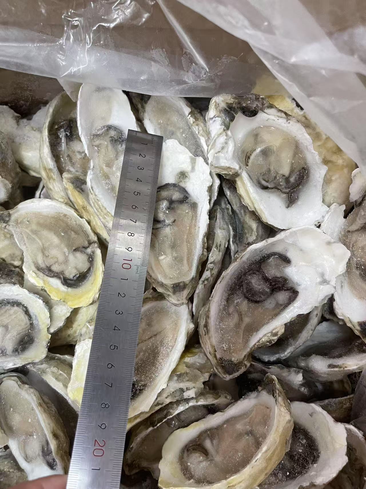 HALF SHELL OYSTER