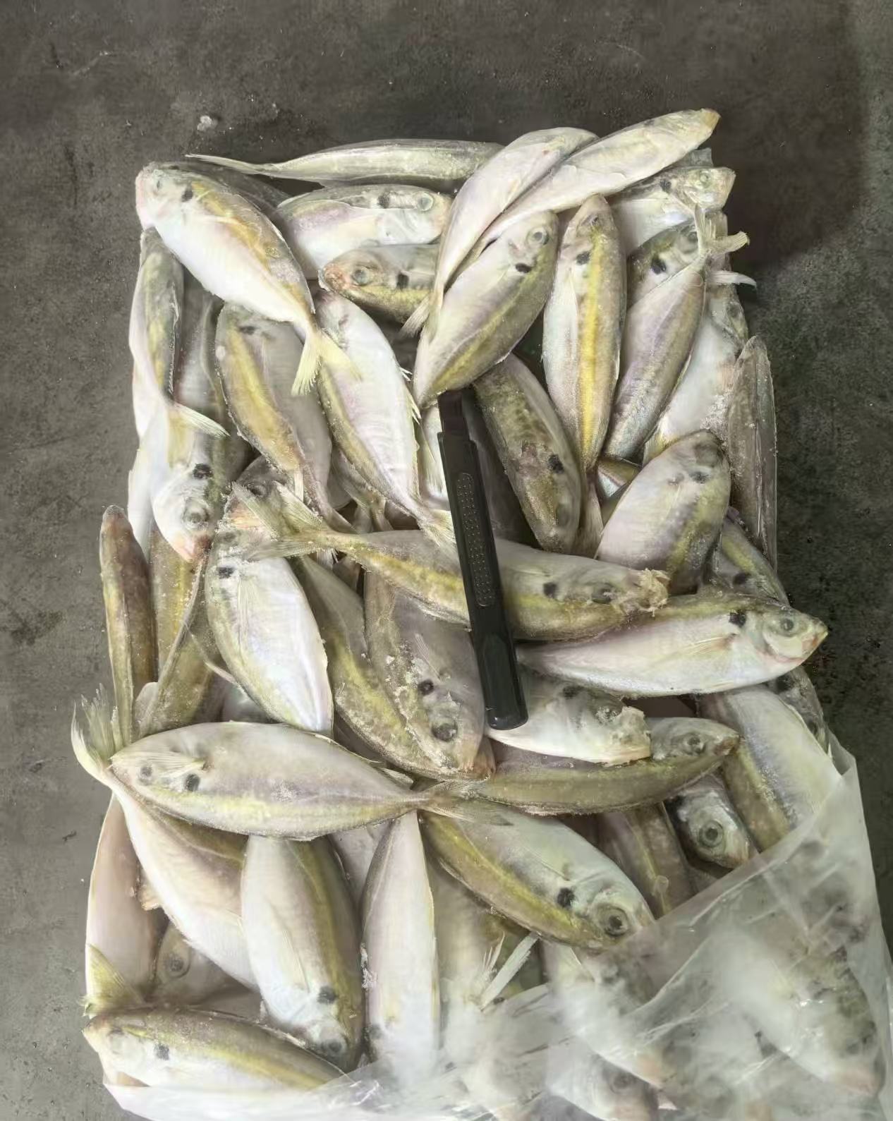 vietnam yellow tail scad