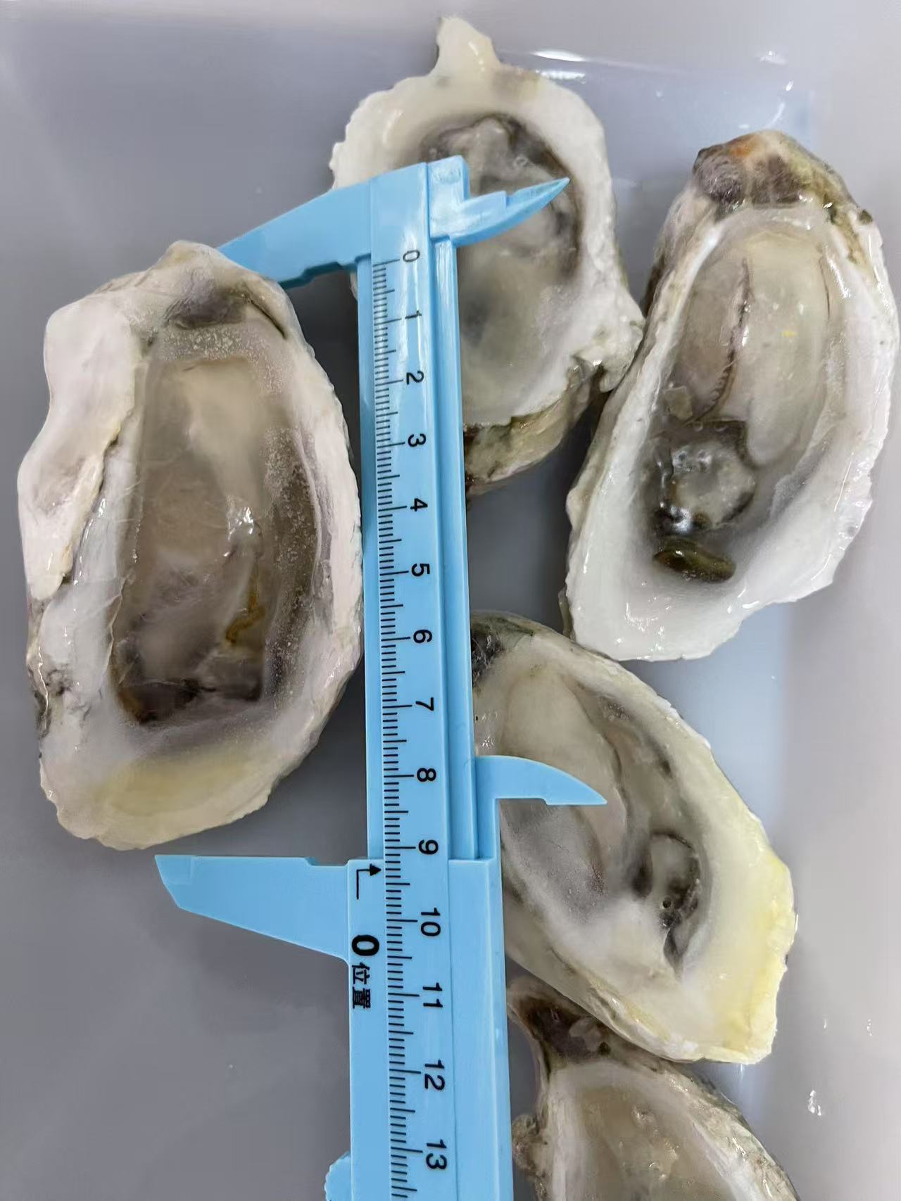 HALF SHELL OYSTER