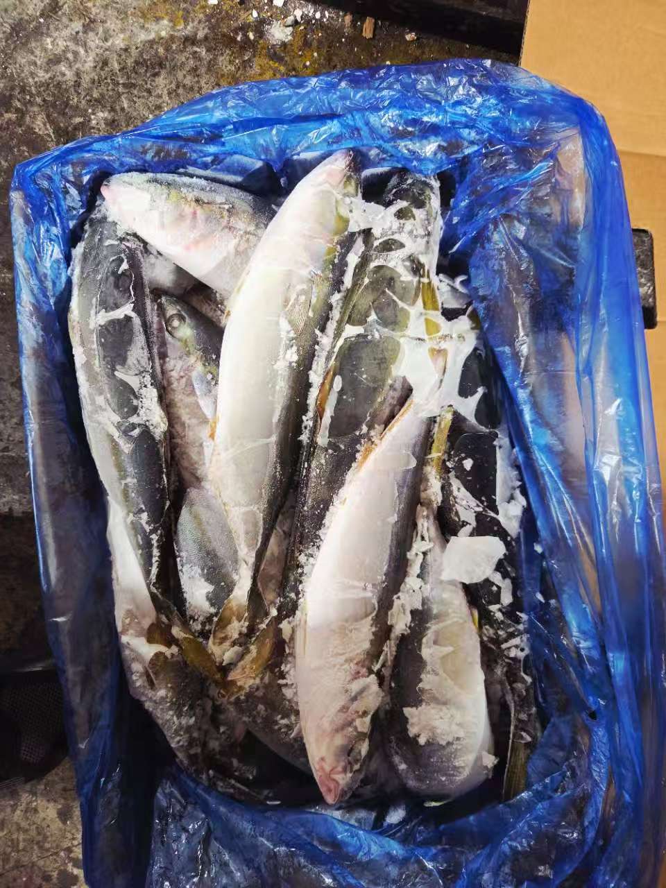 yellow tail Korea