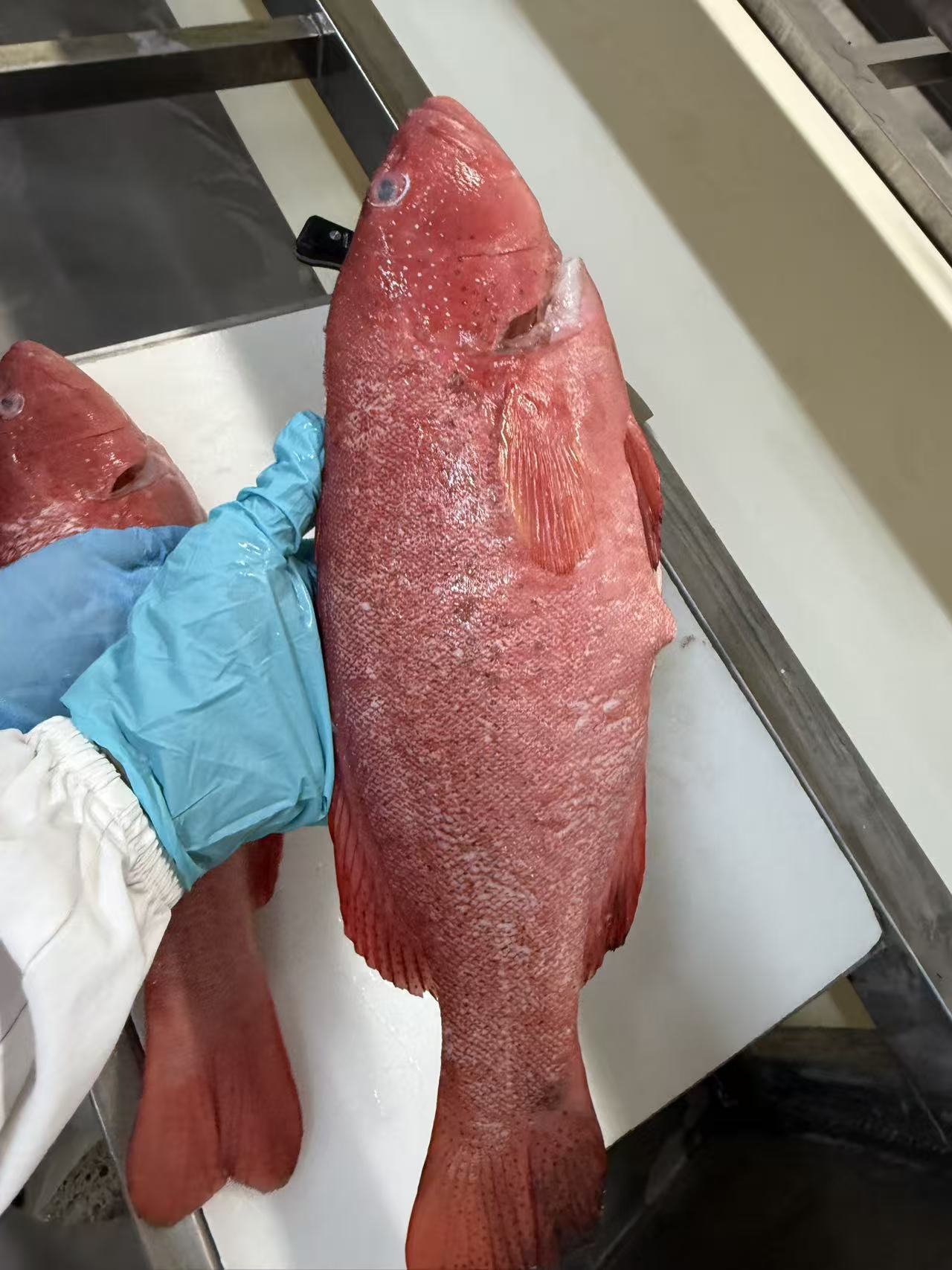 Fresh Grouper Fish Fresh Brown Grouper/Frozen Grey Fresh Tomato Grouper Fish