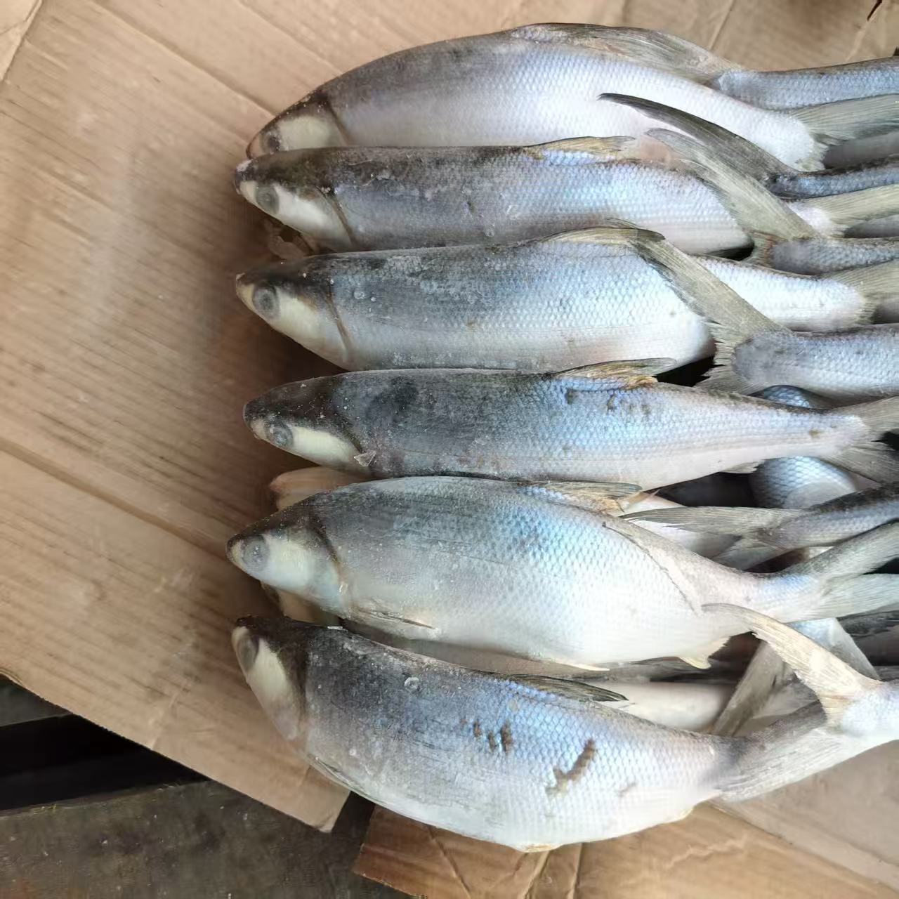 FROZEN MILKFISH