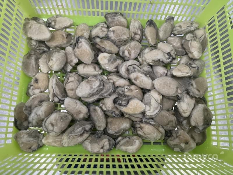 CHIAN OYSTER MEAT