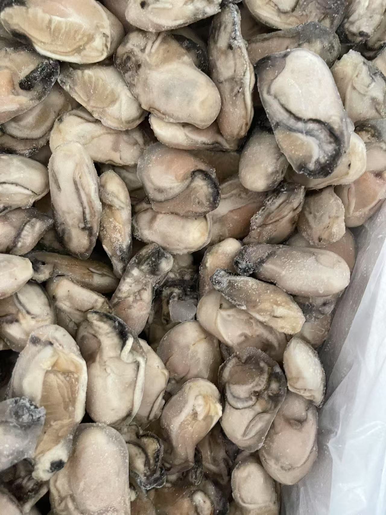 CHINA OYSTER MEAT