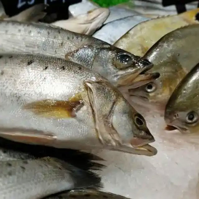 鲈鱼