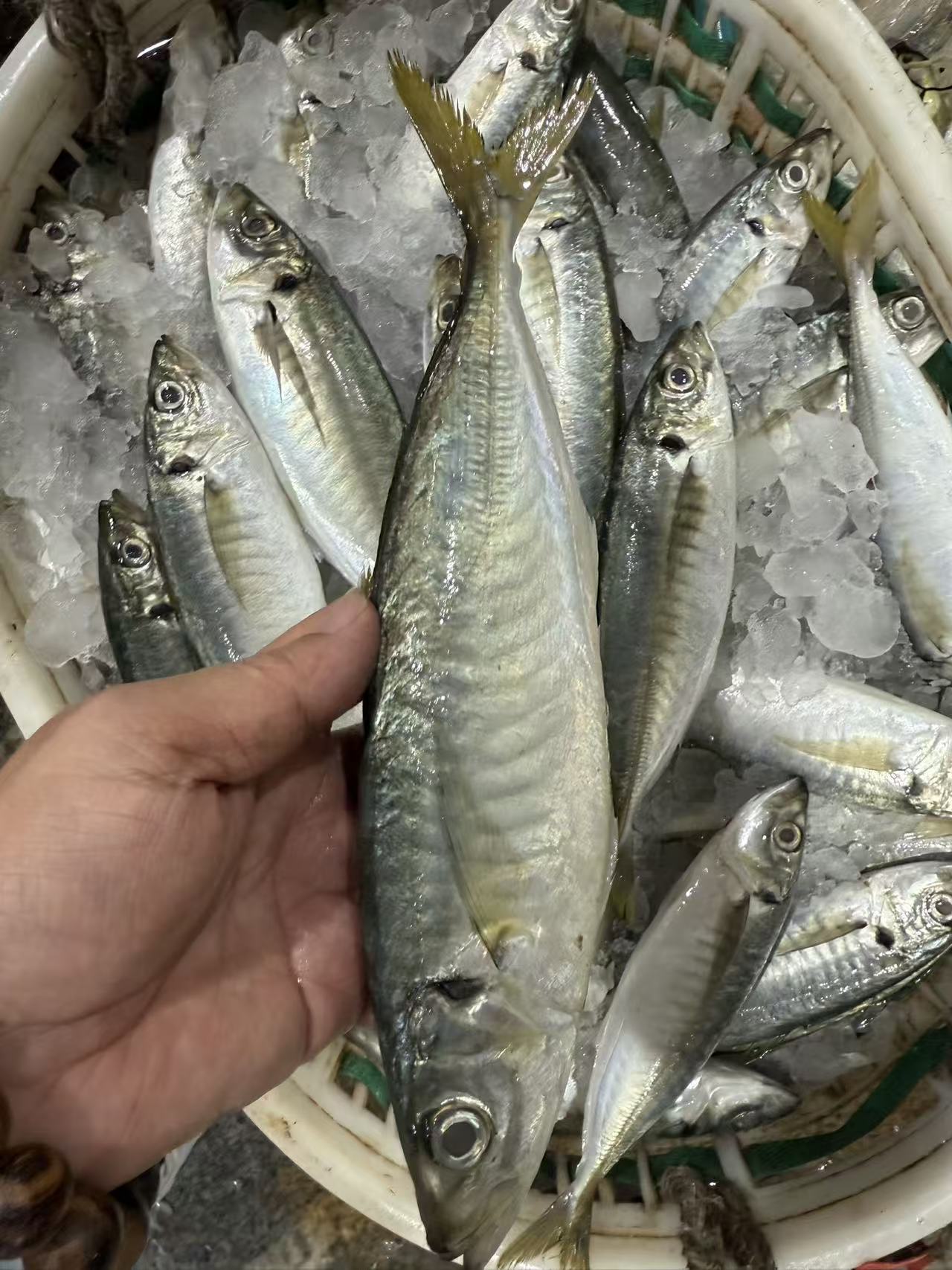 圆鲳