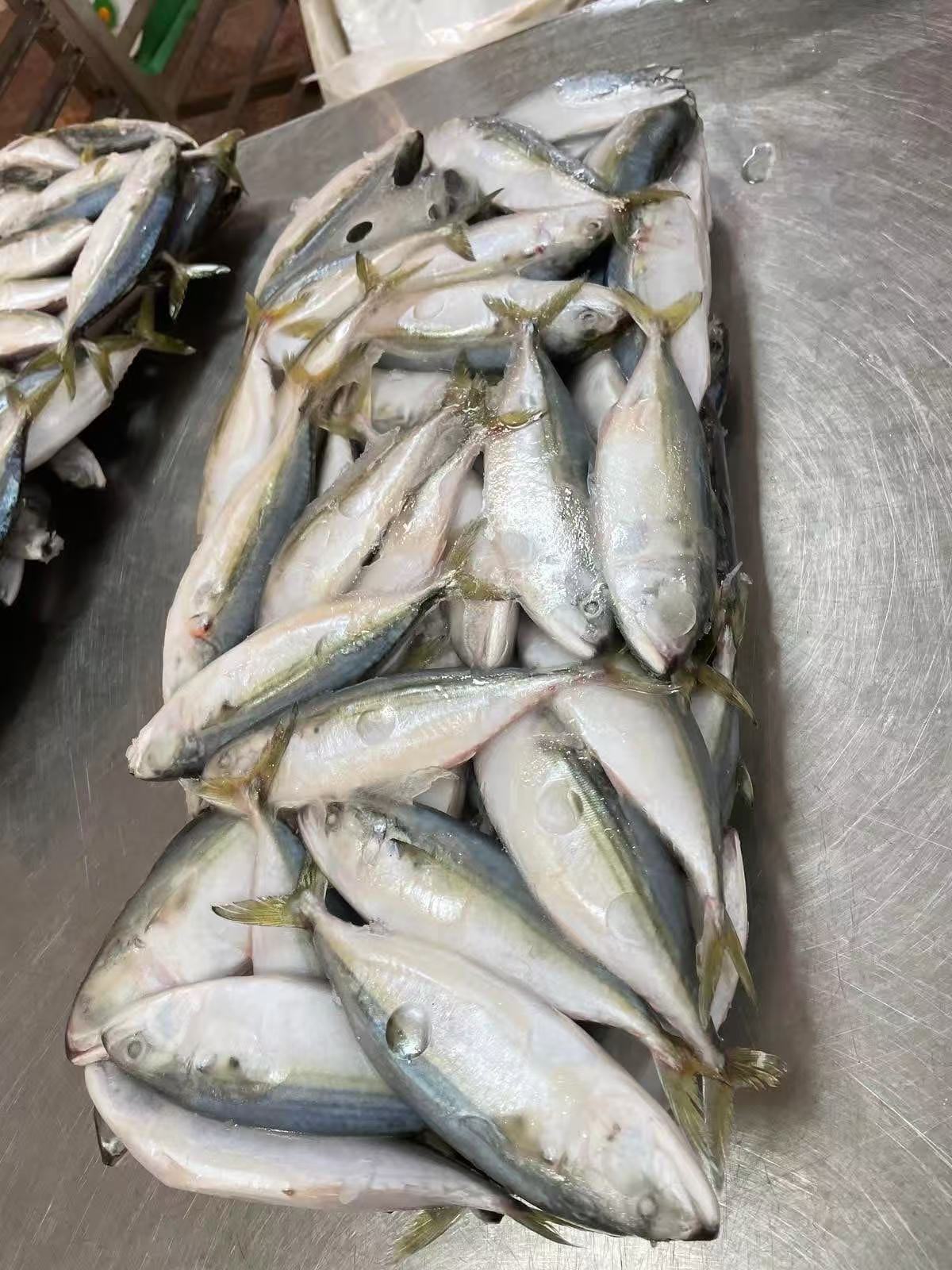INDIAN MACKEREL