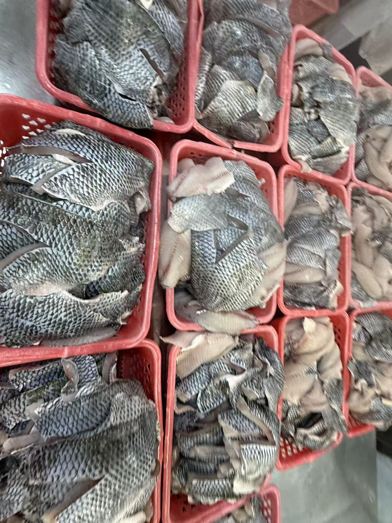All Size Frozen Tilapia Fillet