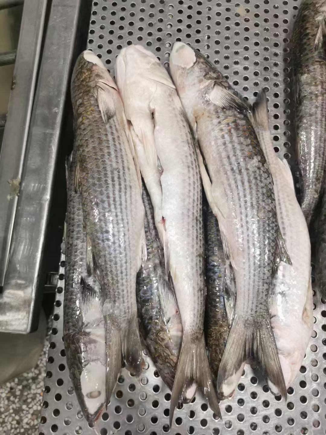 GREY MULLET