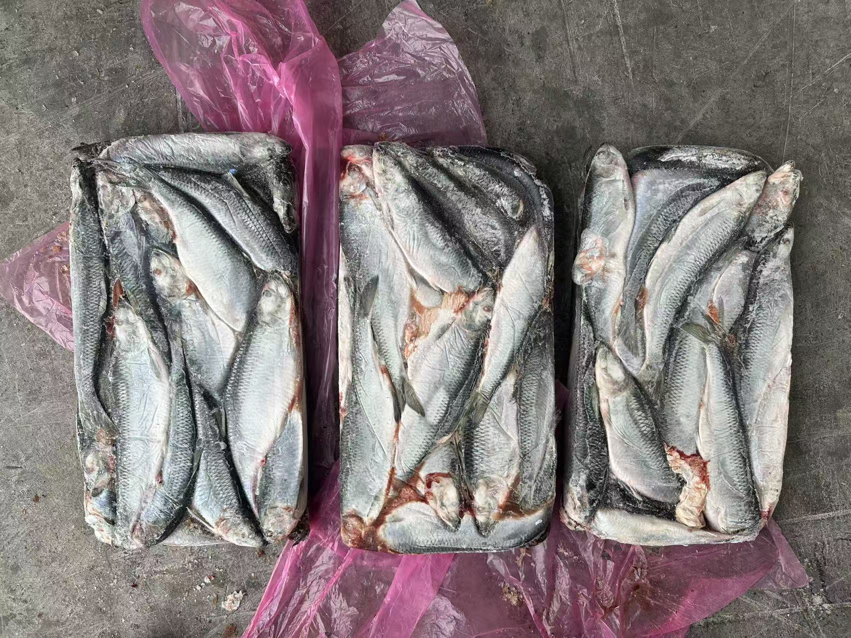 RUSSIA HERRING 鲱鱼