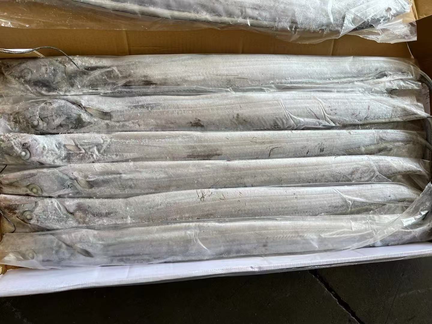 RIBBONFISH