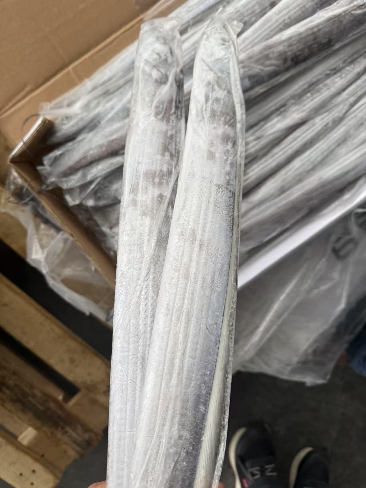 300-500 RIBBONFISH