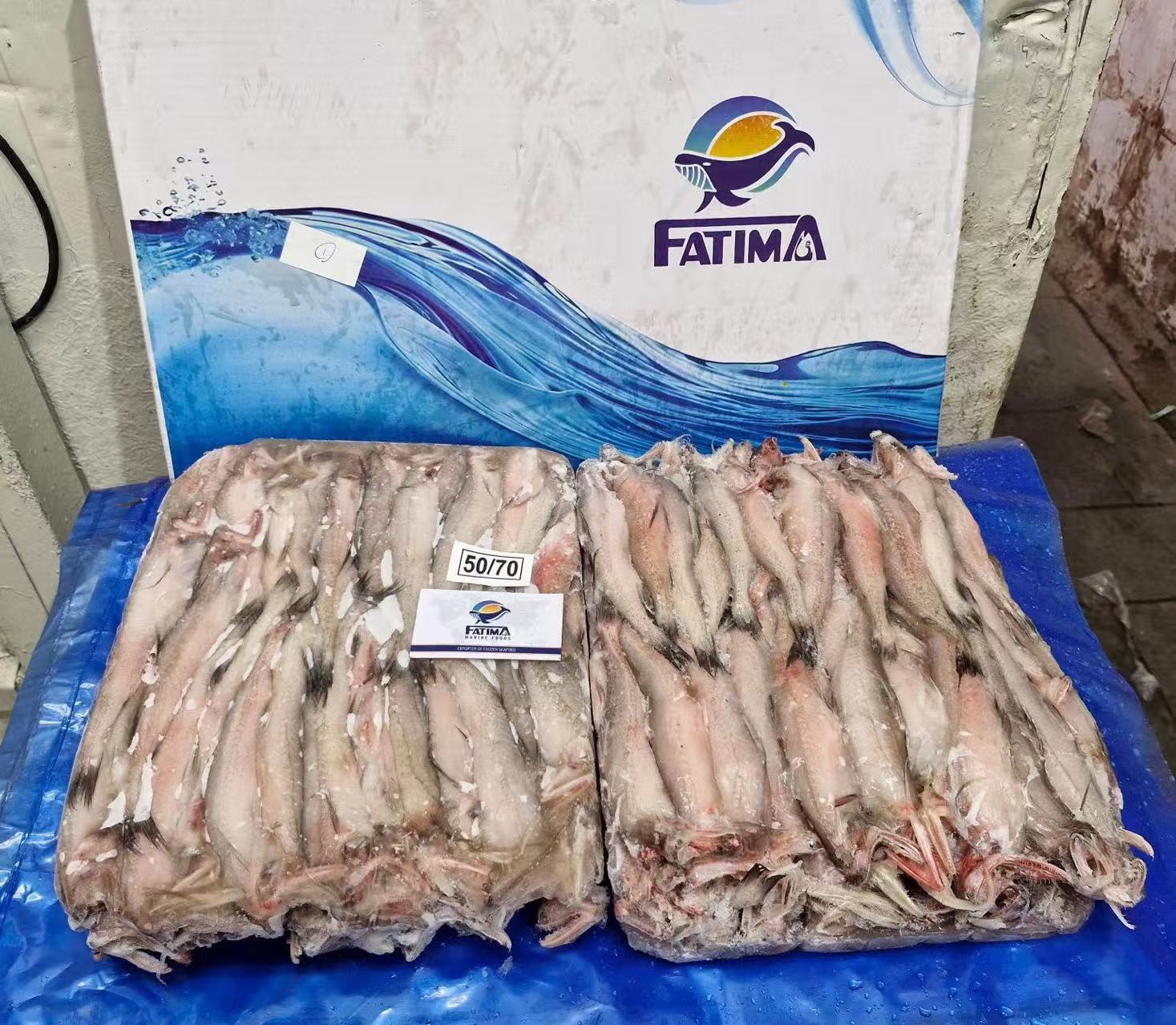Bombay duck  Fish