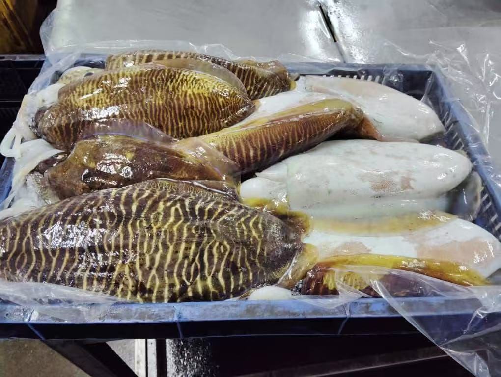 cuttlefish