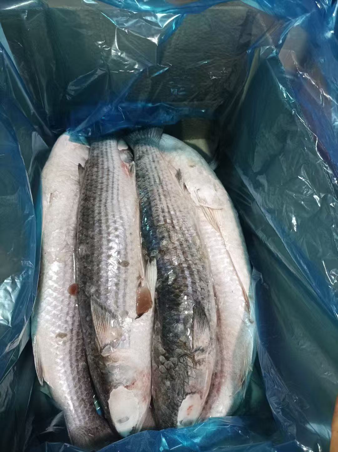 乌鱼壳  BQF 5P