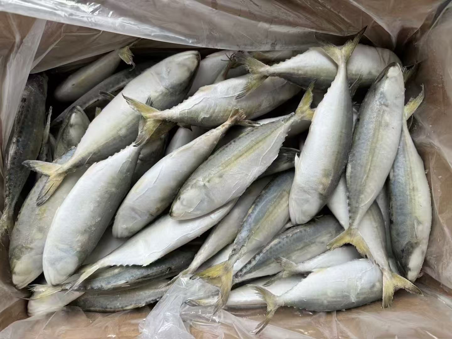 China indian mackerel