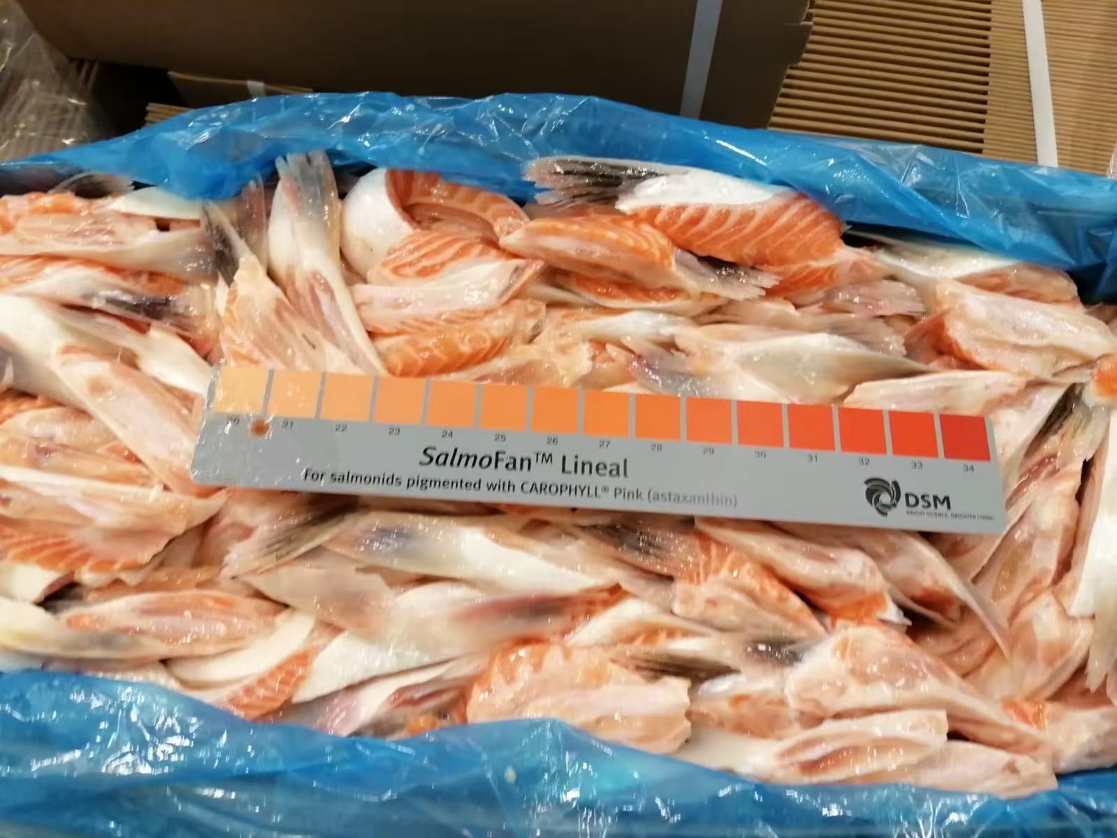 SALMON BELLY FIN