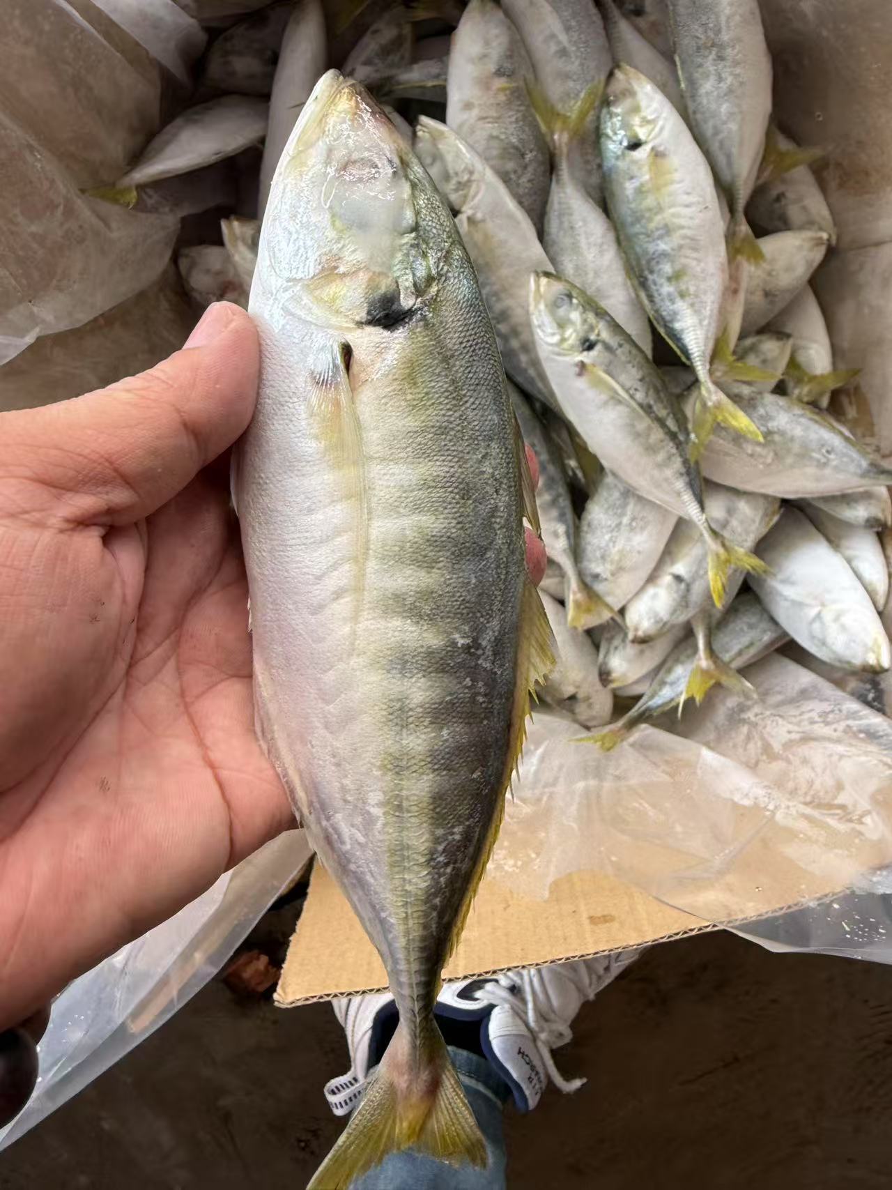 MALAYSIA YELLOW TAIL SCAD