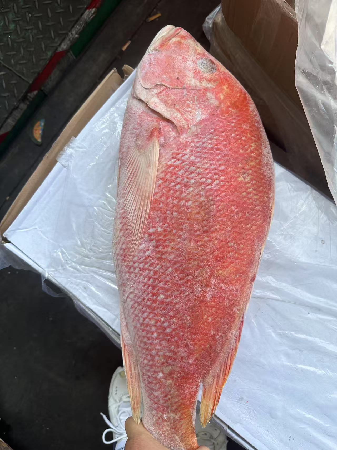 RED SNAPPER