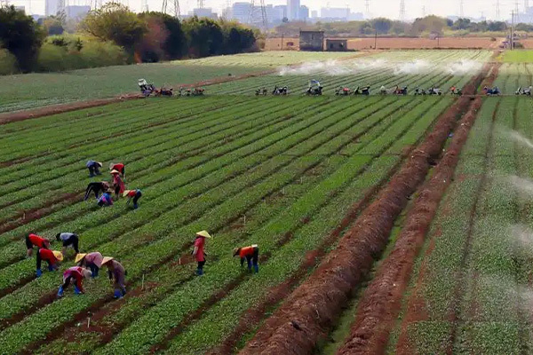 How can pesticide auxiliaries improve the biological activity and utilization of pesticides?