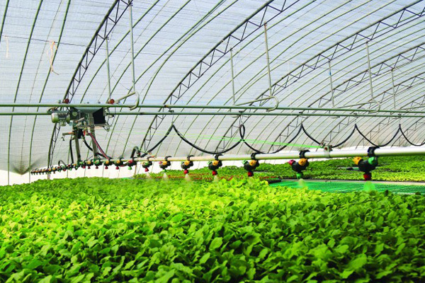 How do pesticide emulsifiers improve the dispersion and adhesion of pesticides?