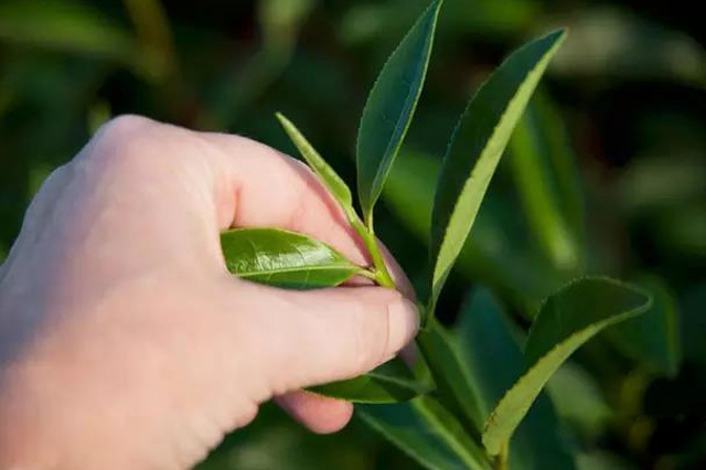 From a cup of steamed green tea, we taste the flavor of the Tang Dynasty from over a thousand years ago!