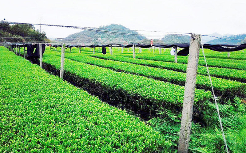 Tea garden