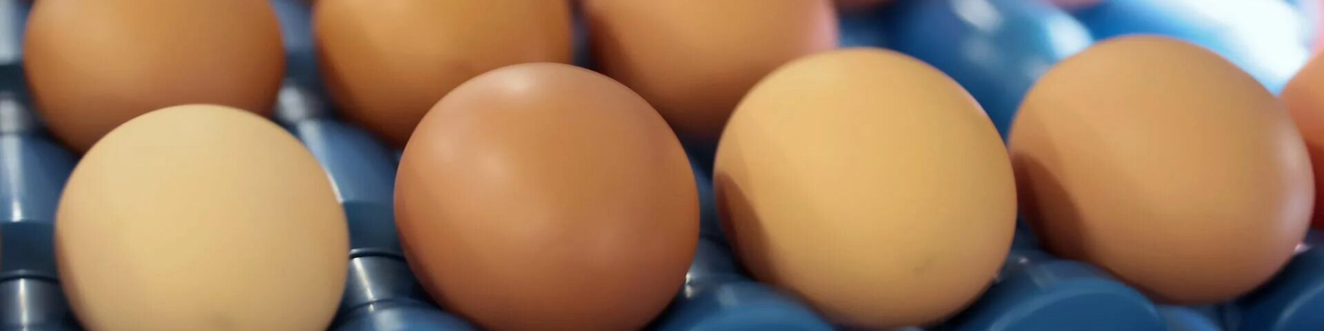 Egg knowledge