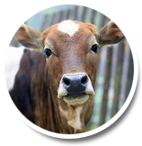 Cattle, Dairy Equipment