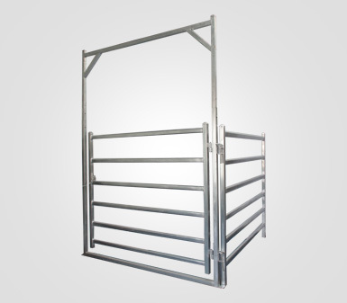 Cattle, Dairy Equipment