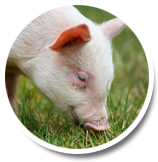 Pig Equipment