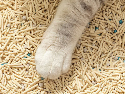 如何选择合适的猫砂