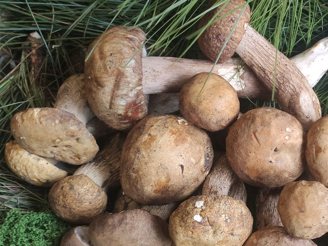 What is the difference between mushrooms and shiitake mushrooms?