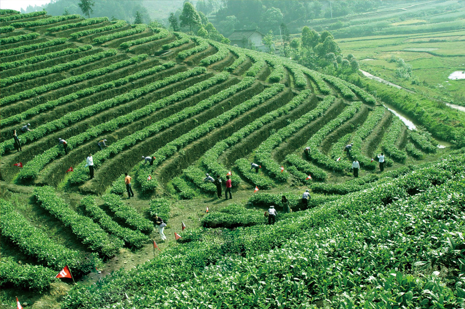 茶业基地 茶业基地