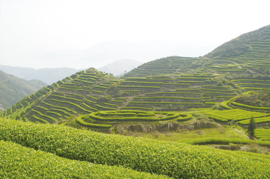 茶业基地 茶业基地