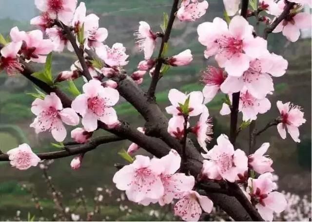 華晟