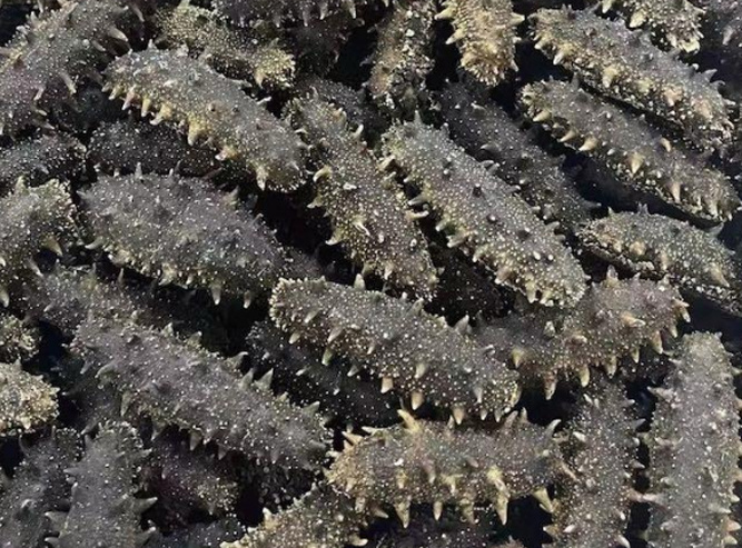 DRIED SEA CUCUMBER