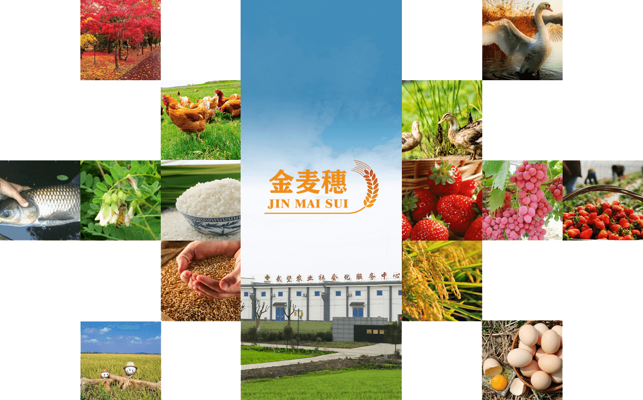 金麥穗 金麥穗