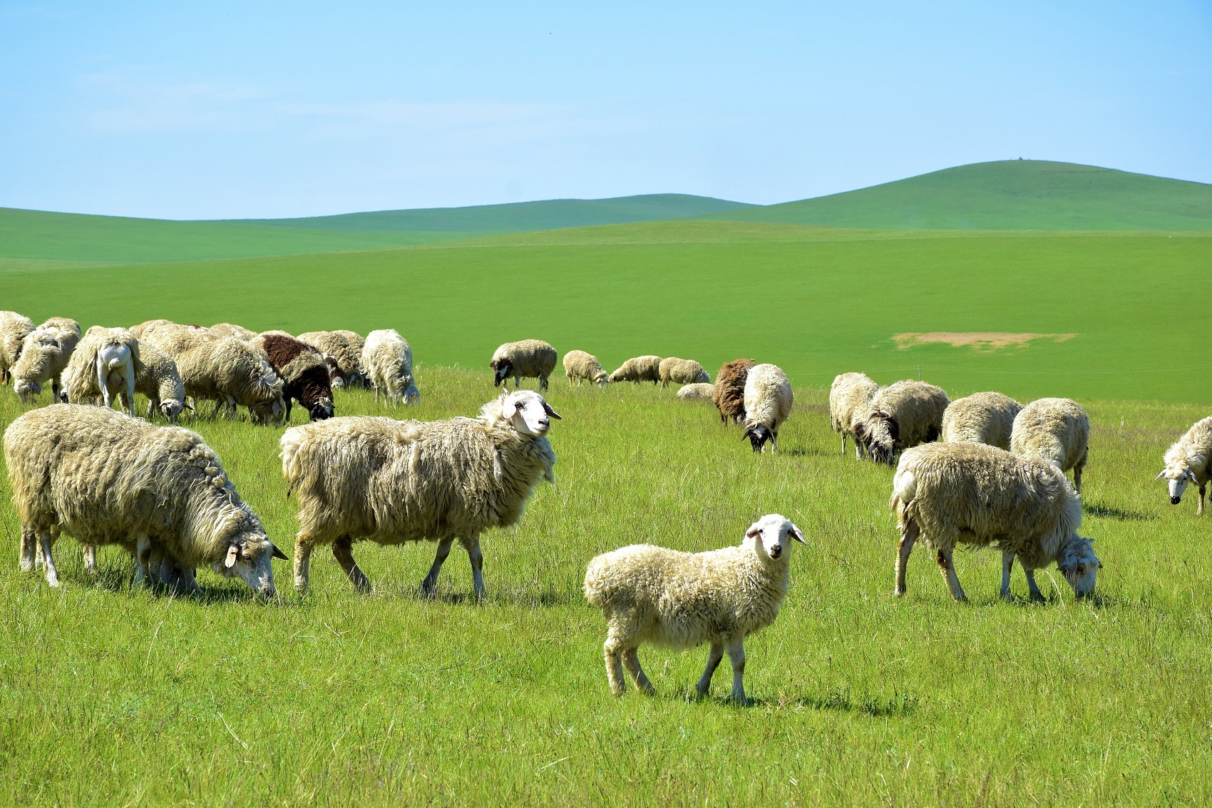 Animal husbandry machinery - a new force in the agricultural machinery industry