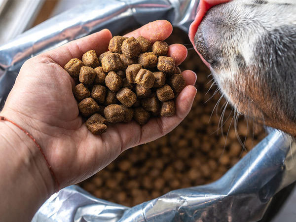 Dog food is a high-quality animal food specifically designed to provide nutrition for dogs, positioned between human food and traditional livestock feed.