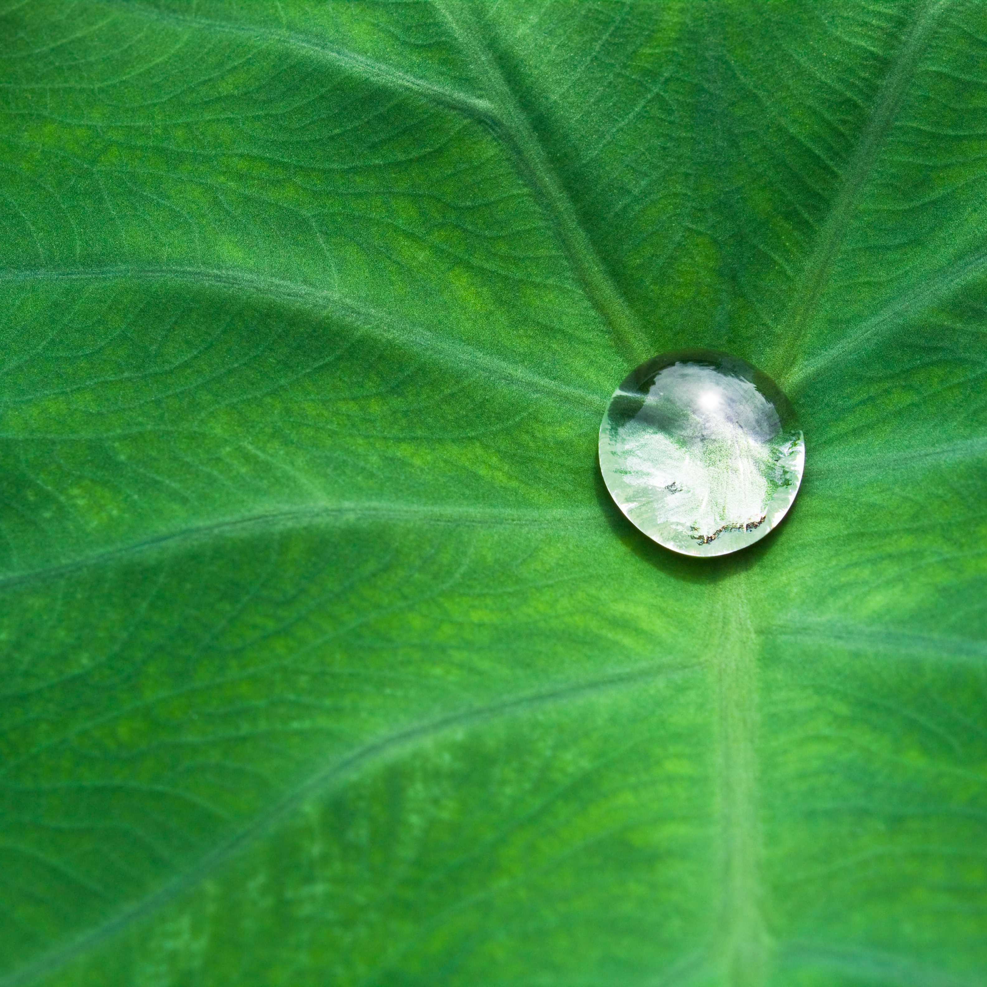 荷叶超疏水