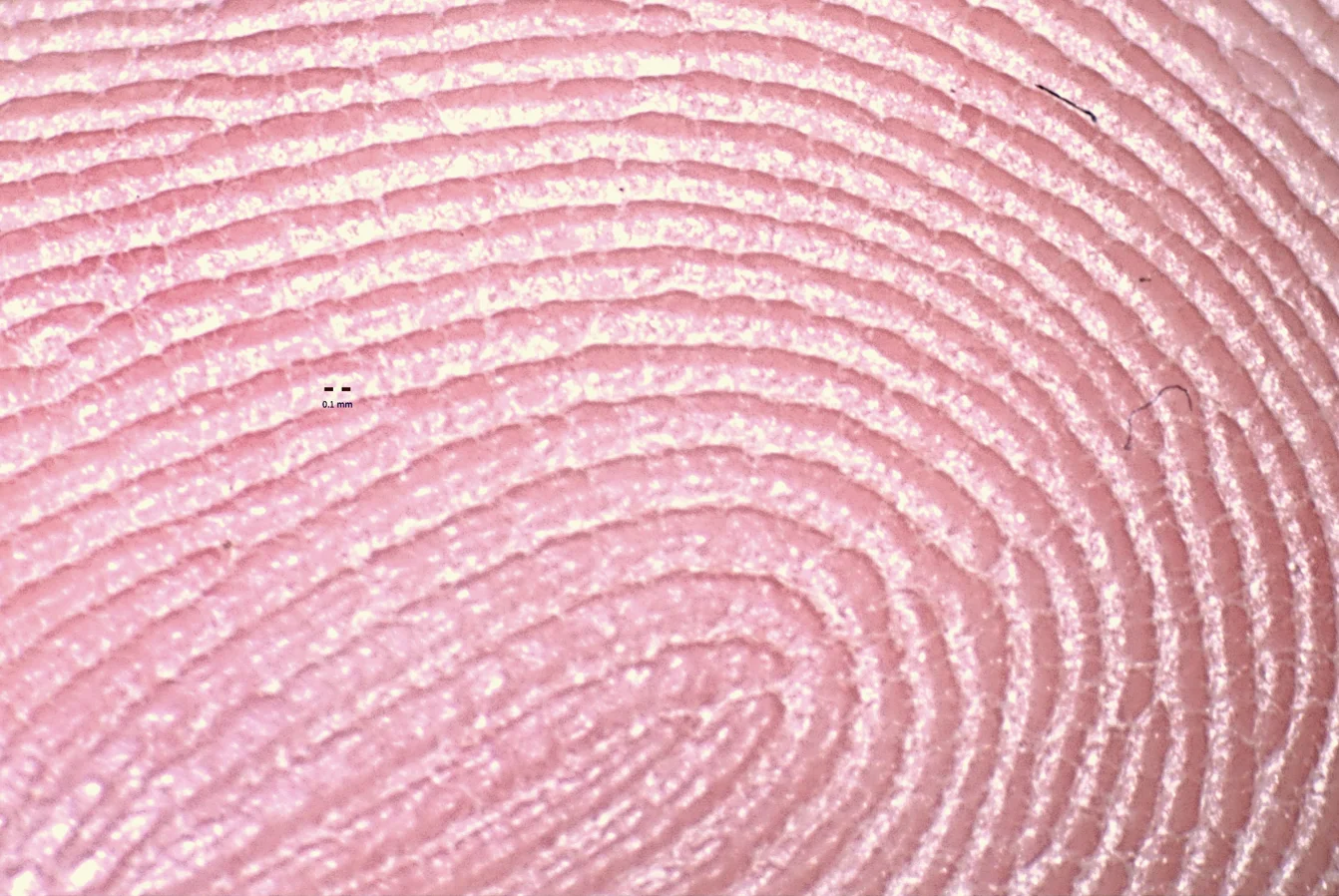 指纹微结构 Fingerprint 指纹微结构 Fingerprint