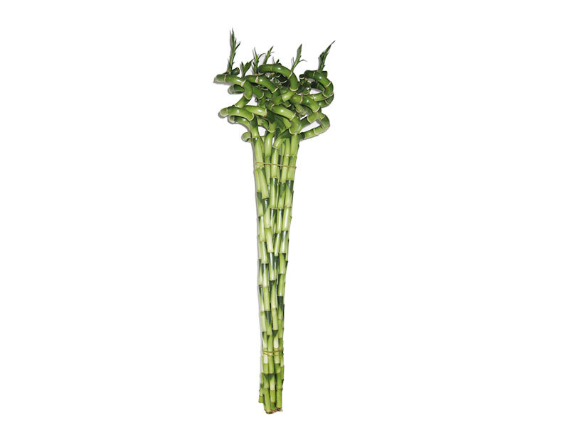 Lucky bamboo Spiral bamboo