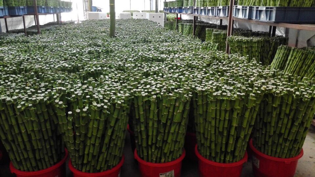 Straight bamboo