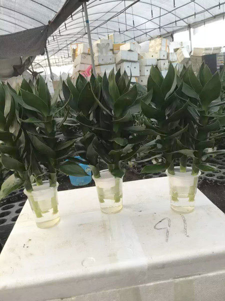 Lotus bamboo
