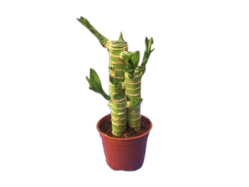 Lotus bamboo