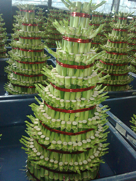 Tower bamboo（Eight layers）