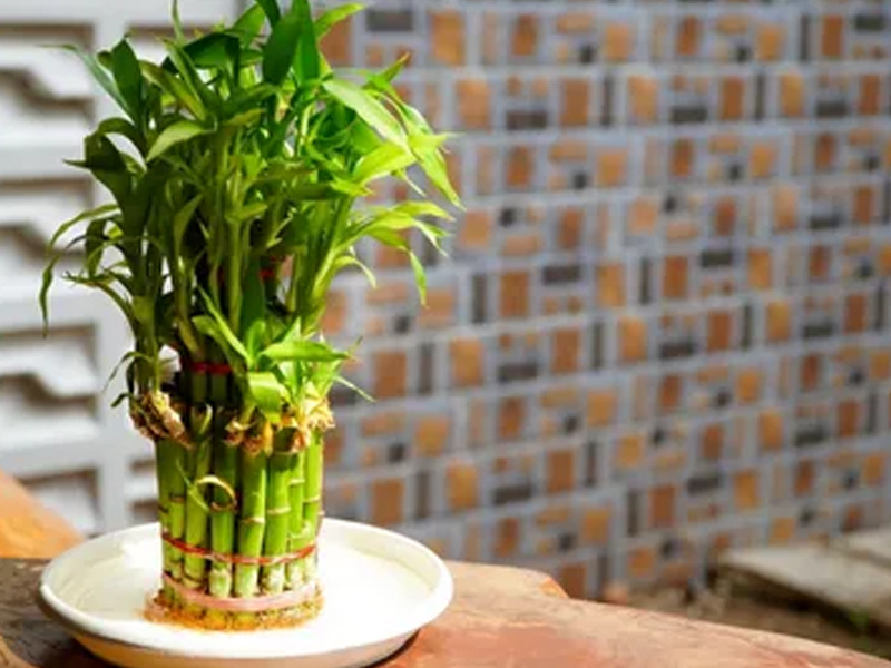 Lucky Bamboo Care Tips: Regular Water Changes and Shade Are Key