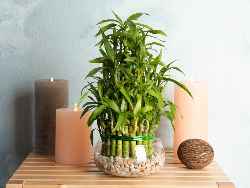 Precision Is Key in Tower Bamboo Shaping Techniques