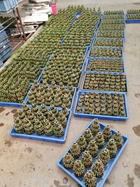 Tower bamboo